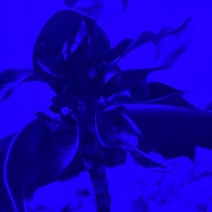 Meet your Posher, Mack